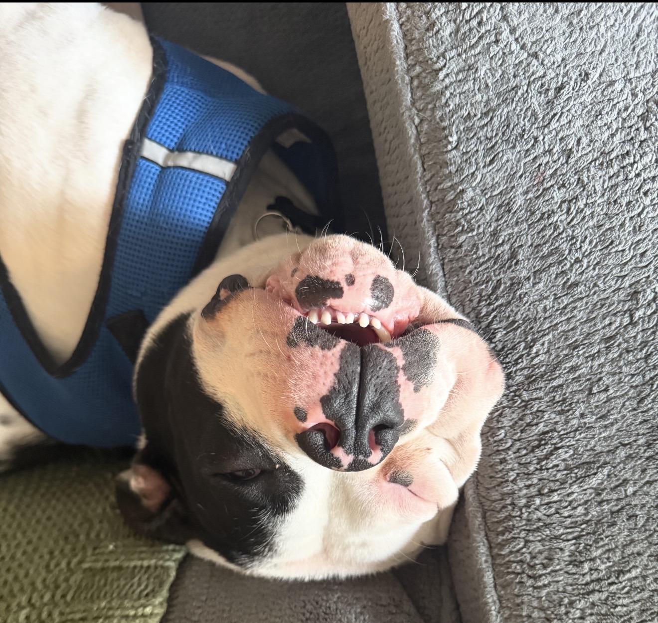 Enlarge Billy, a ADOPTABLE mixed breed in Beaverton, OR image 5/6