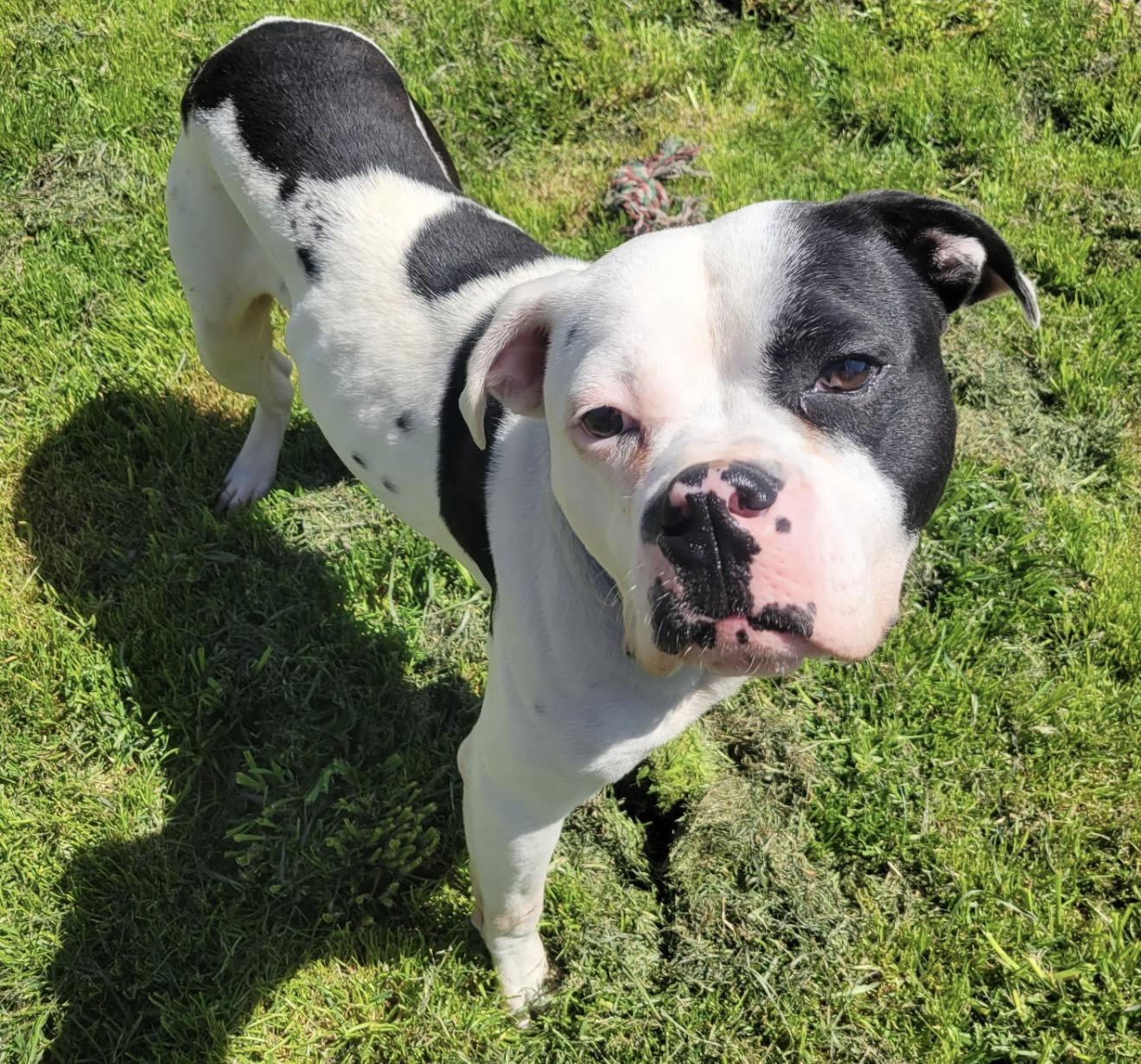 Enlarge Billy, a ADOPTABLE mixed breed in Beaverton, OR image 1/6