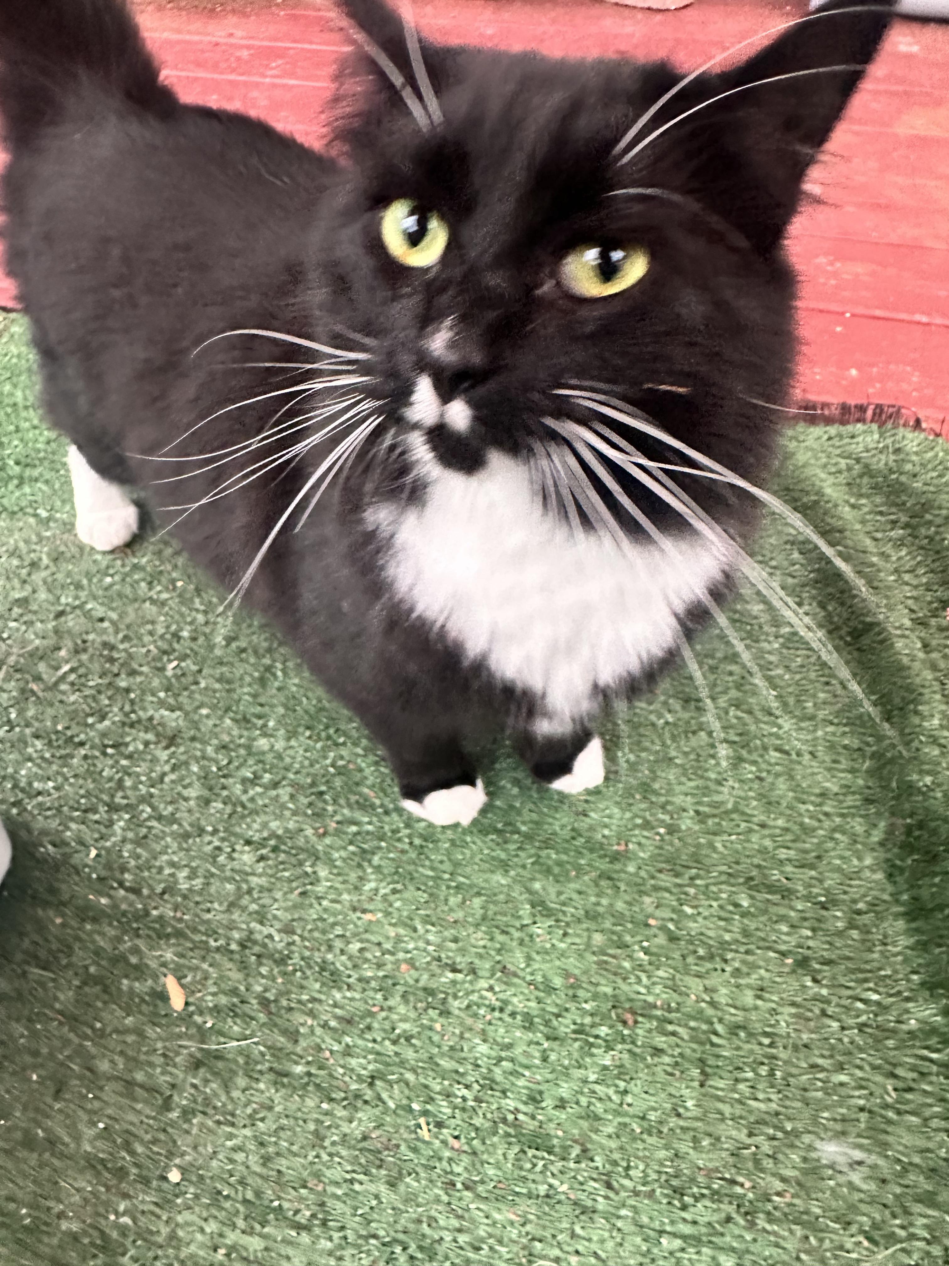 Enlarge Millie Mustache, a ADOPTABLE Domestic Medium Hair in Crockett, CA image 3/3