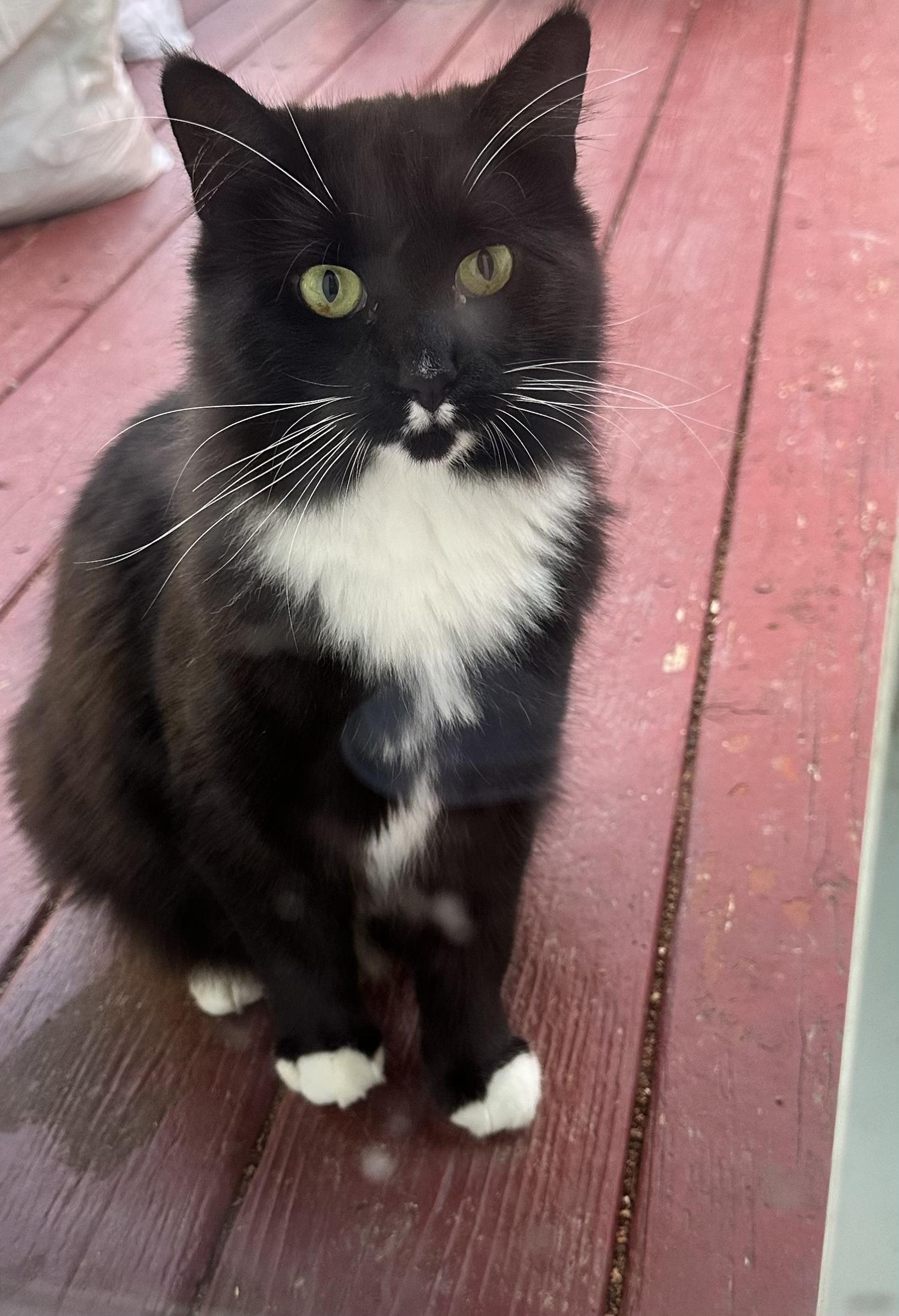 Millie Mustache, ADOPTABLE, Adult Female Domestic Medium Hair.