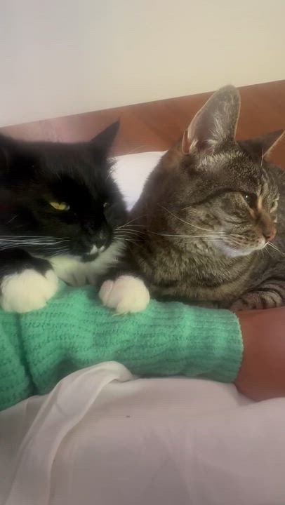 Enlarge Millie Mustache, a ADOPTABLE Domestic Medium Hair in Crockett, CA video 2/3