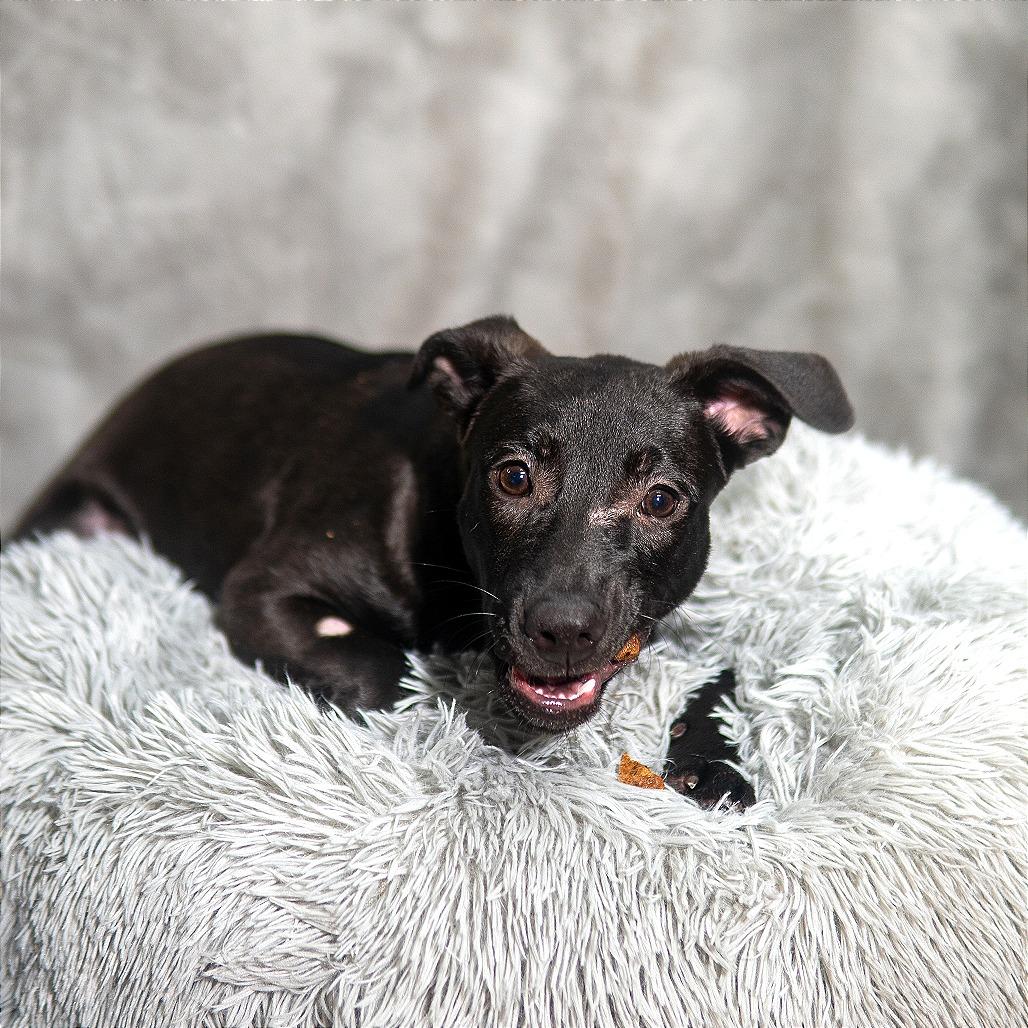 Enlarge Conan, a Adoptable mixed breed in Gainesville, GA image 1/2