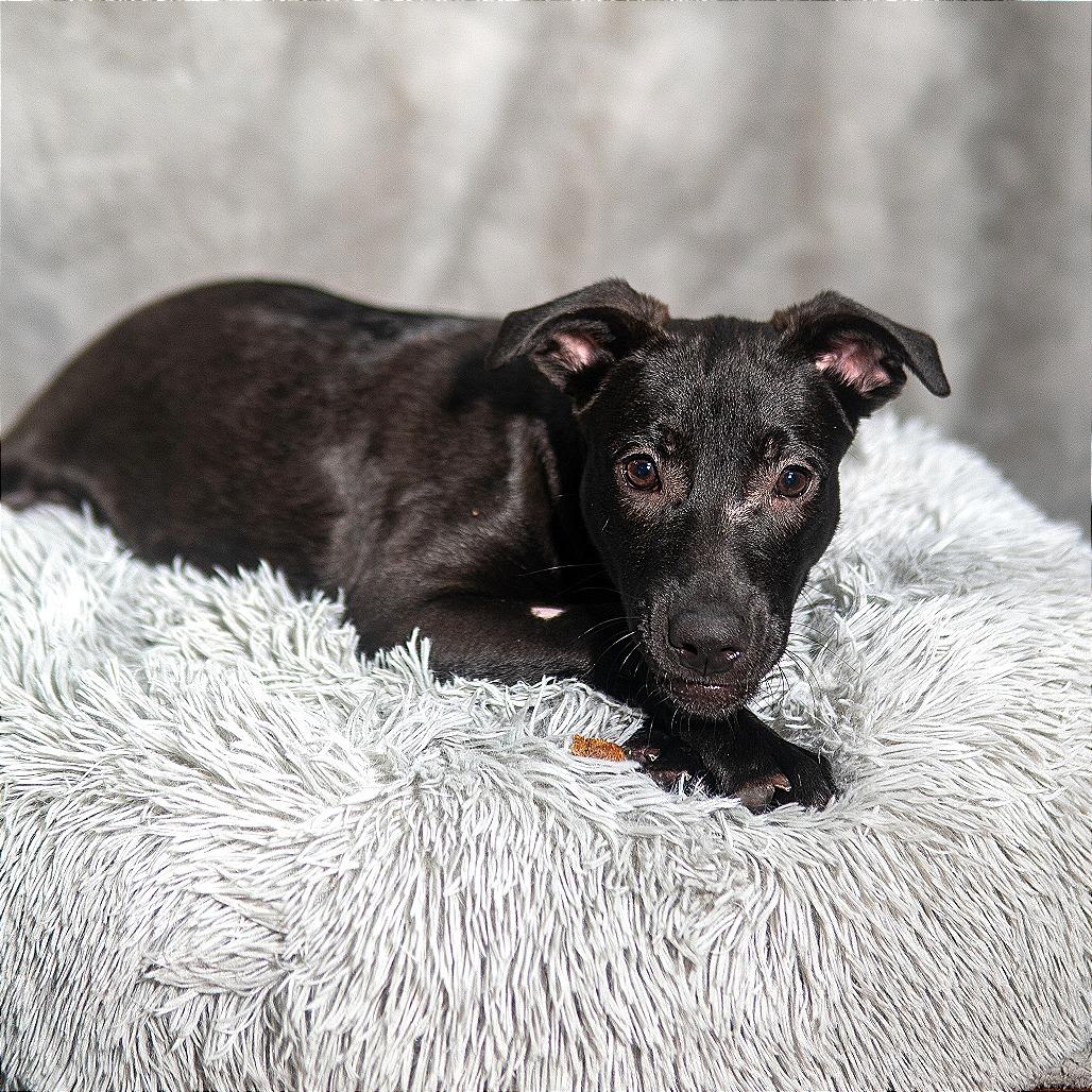 Enlarge Conan, a Adoptable mixed breed in Gainesville, GA image 2/2