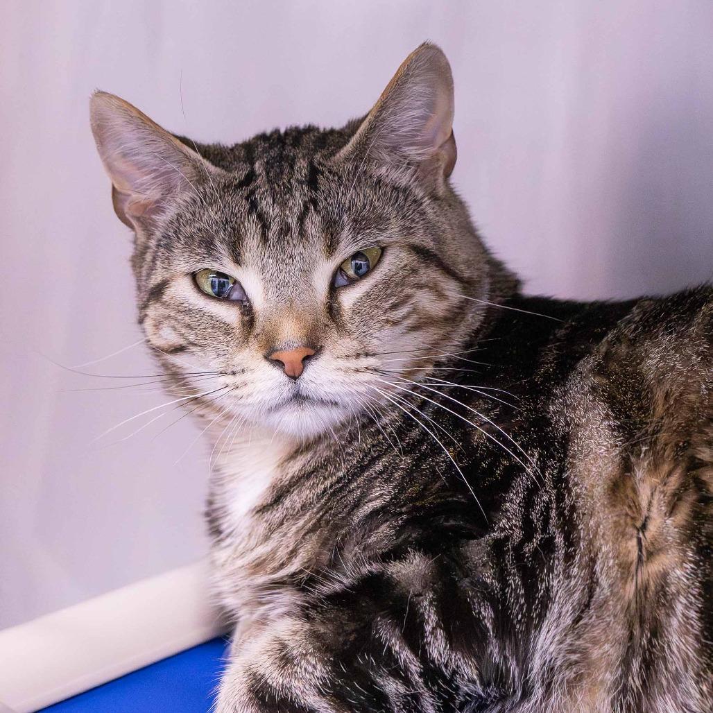 Enlarge Goldey, a Adoptable Domestic Short Hair in Mentor, OH image 1/3