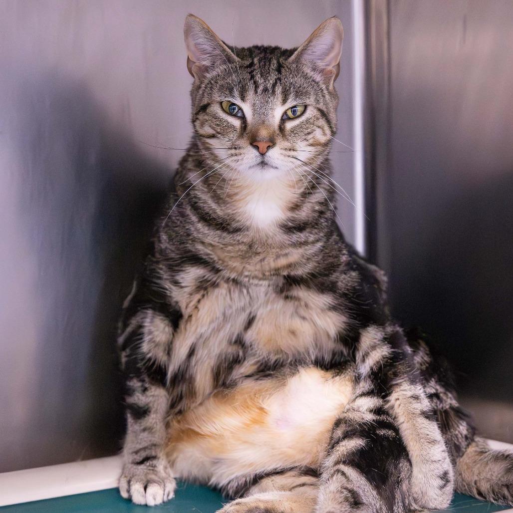 Enlarge Goldey, a Adoptable Domestic Short Hair in Mentor, OH image 2/3