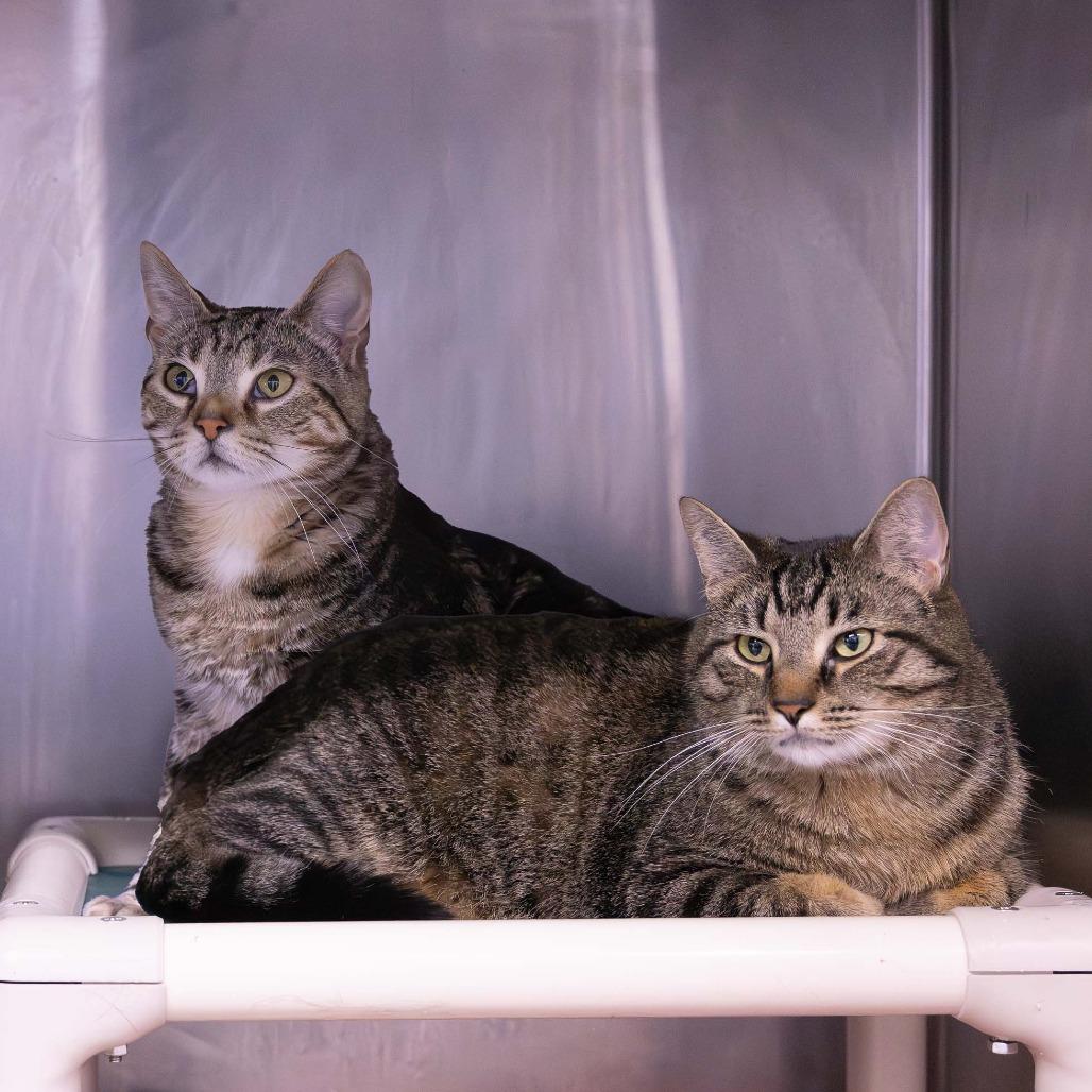 Enlarge Goldey, a Adoptable Domestic Short Hair in Mentor, OH image 3/3