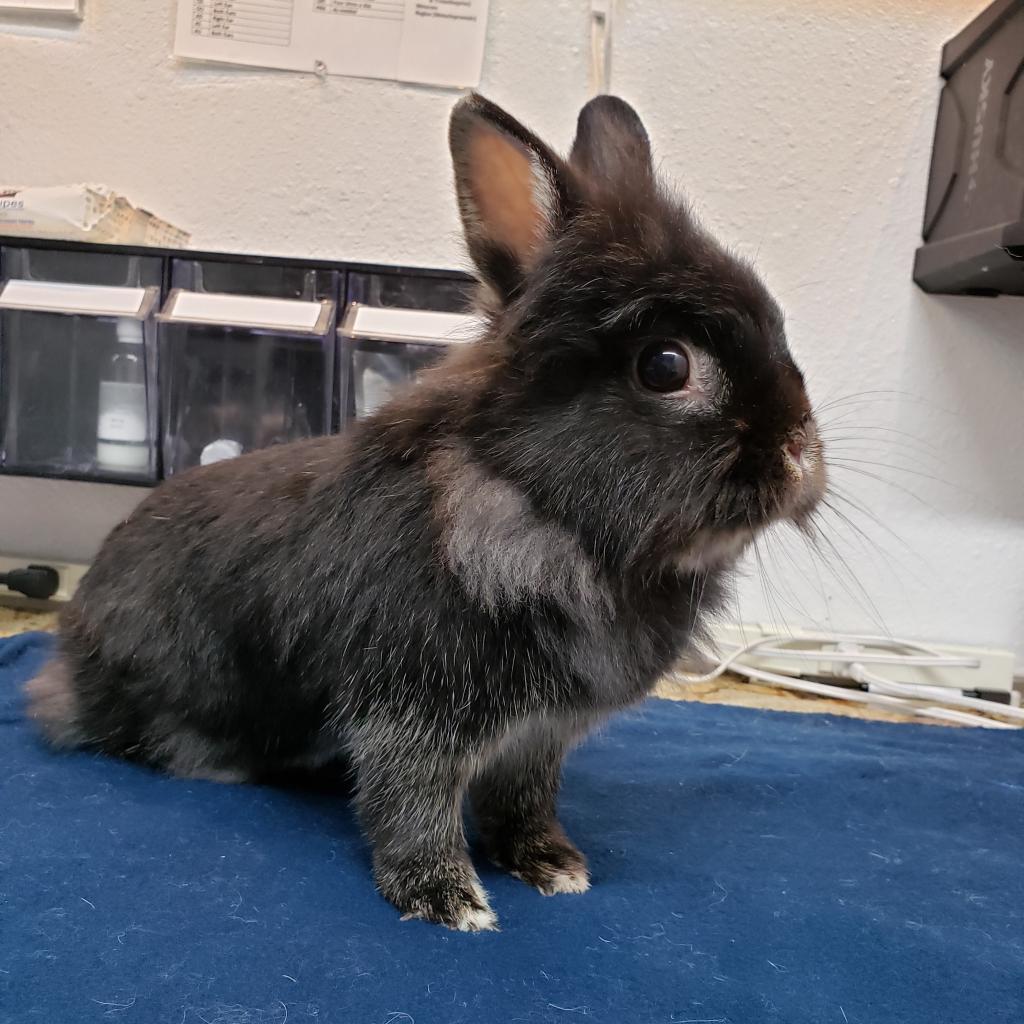 Storm (bonded to Udon), Adoptable, Senior Female Lionhead & Silver Marten.