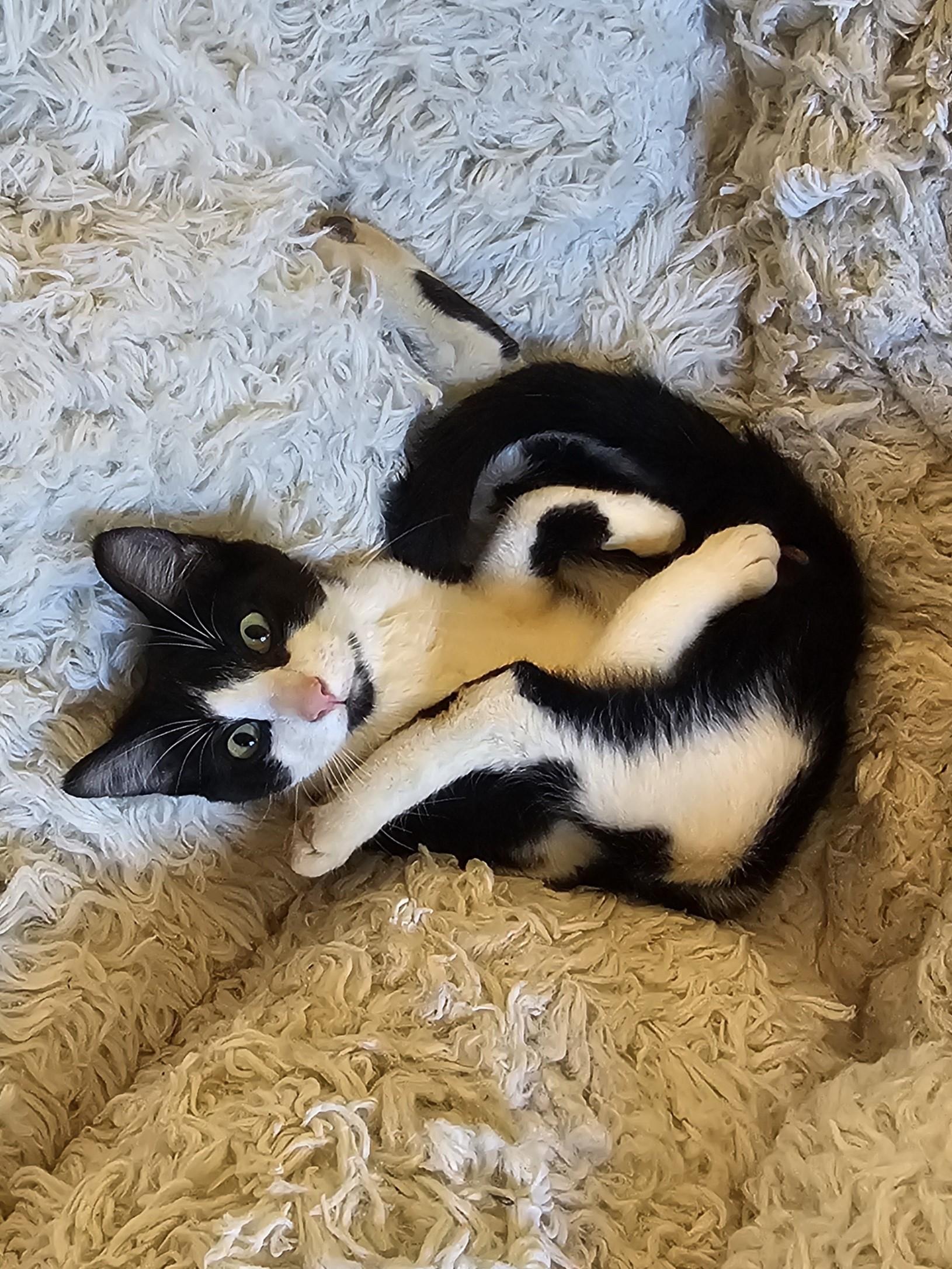 Snufkin, an adoptable Tuxedo in Brenham, TX, 77833 | Photo Image 1