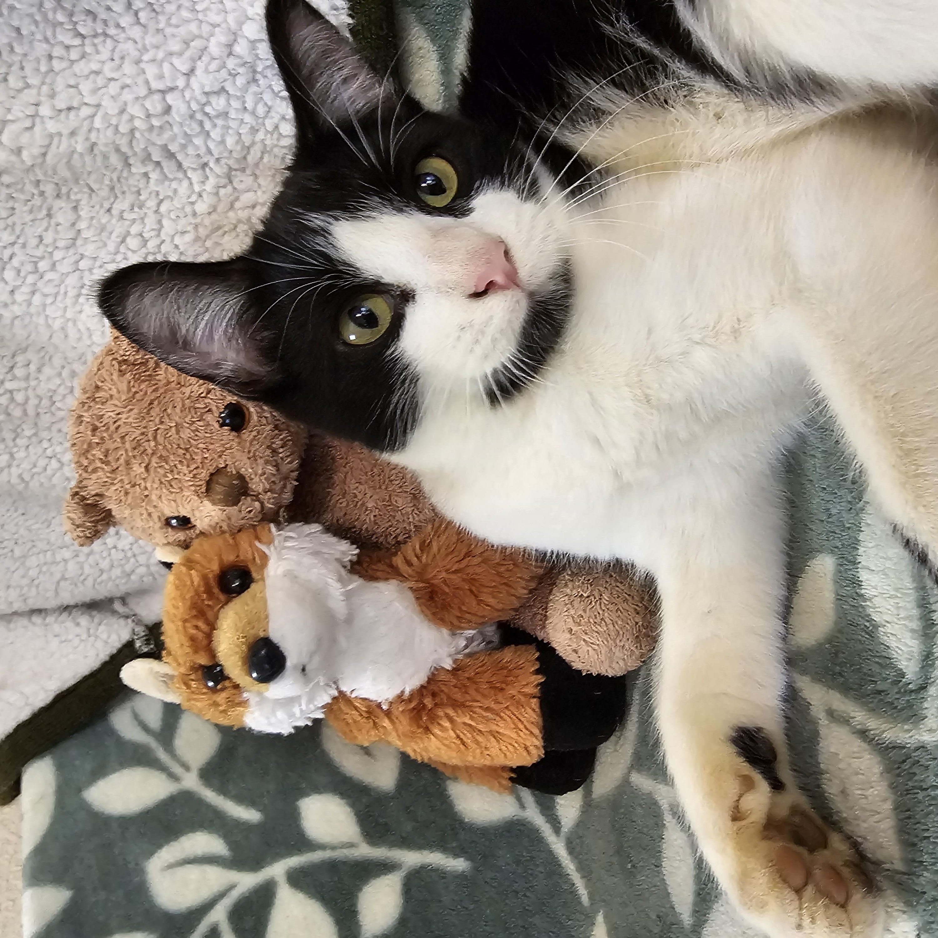 Snufkin, an adoptable Tuxedo in Brenham, TX, 77833 | Photo Image 6