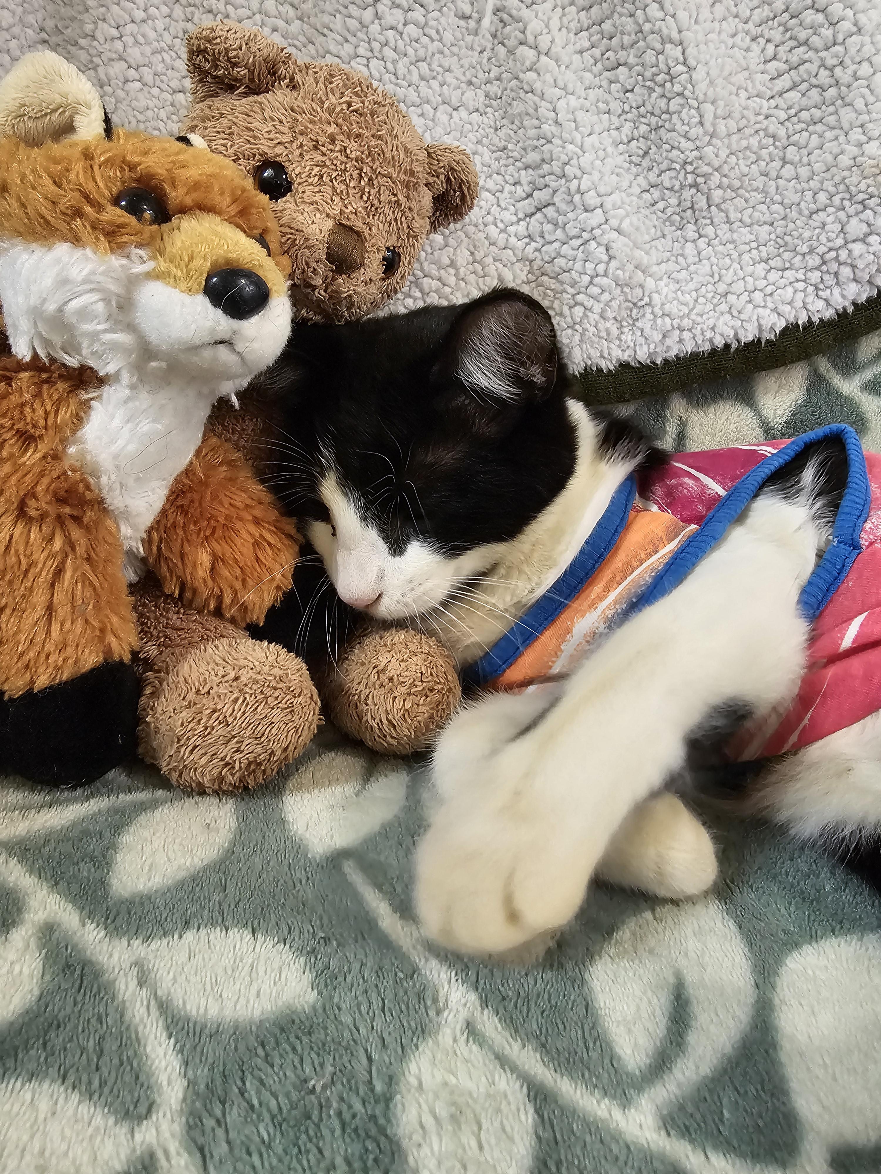 Snufkin, an adoptable mixed breed in coffeyville , KS image 4/6