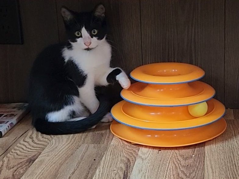 Snufkin, an adoptable Tuxedo in Brenham, TX, 77833 | Photo Image 2