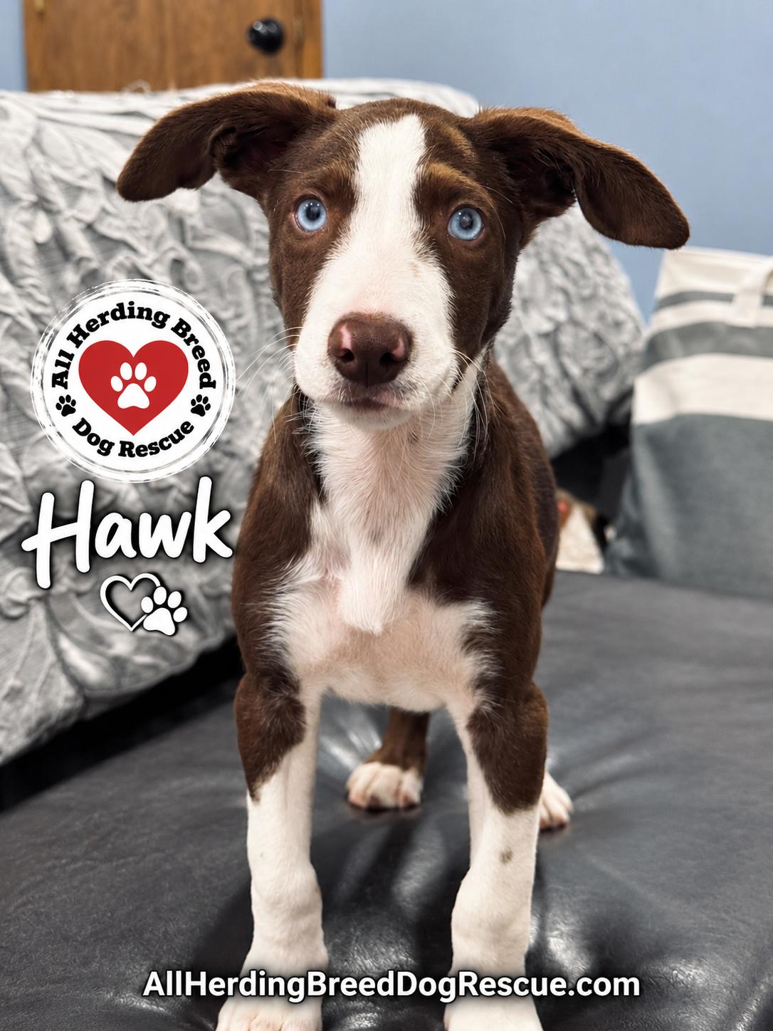 Enlarge Hawk, a ADOPTABLE mixed breed in Joliet, IL image 2/4