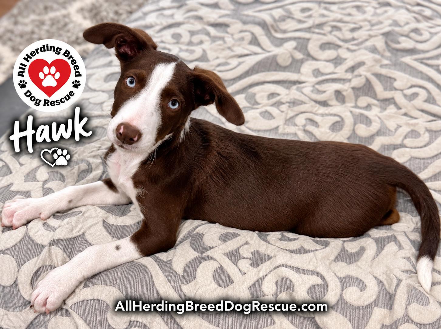 Hawk, ADOPTABLE, Puppy Male Border Collie.