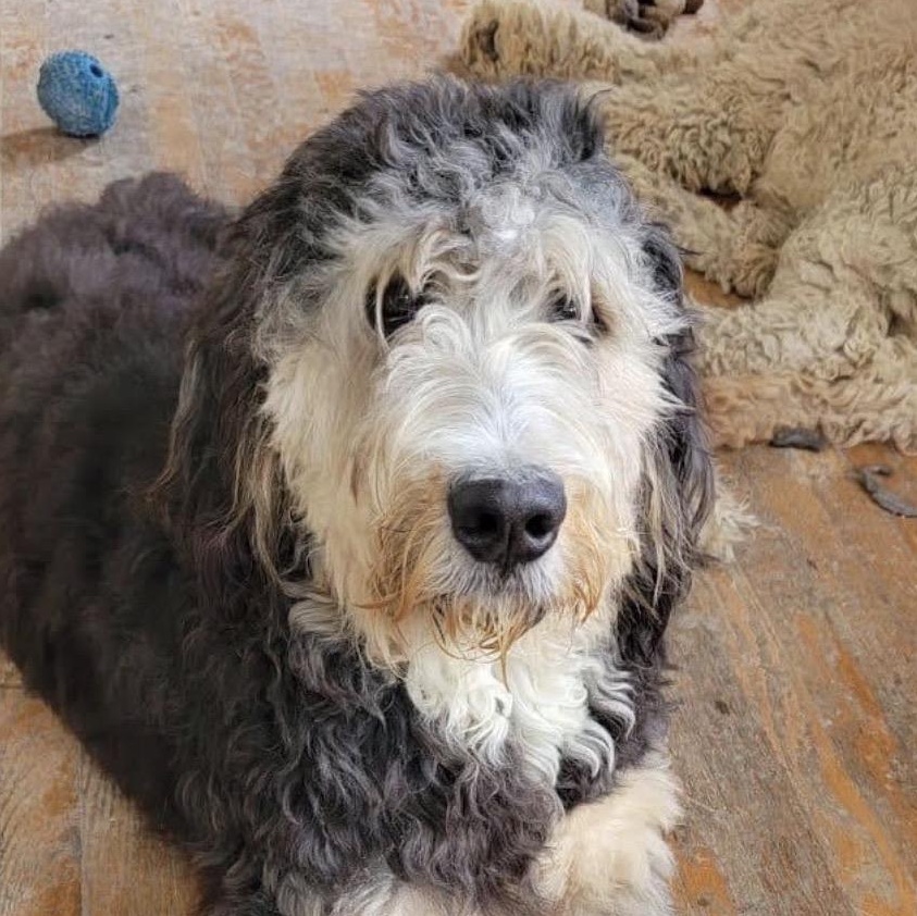 AZELIAH ( in New York), adopted, Young Female Bernadoodle.