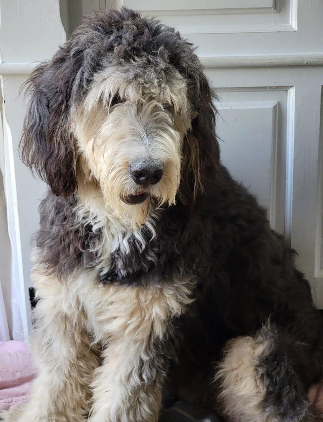 Enlarge AZELIAH ( in New York), an adopted mixed breed in New York, NY image 2/3