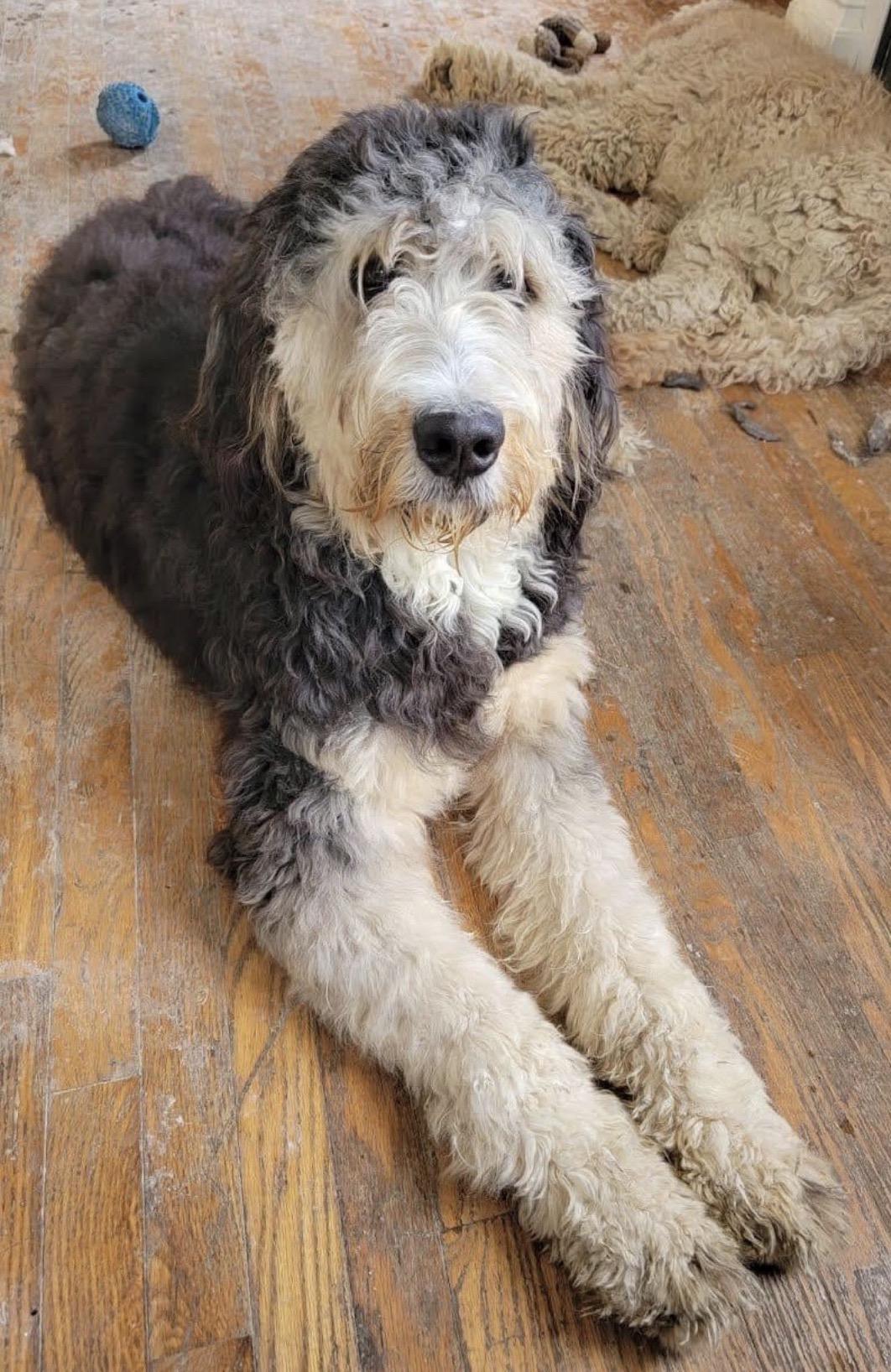 Enlarge AZELIAH ( in New York), an adopted mixed breed in New York, NY image 3/3