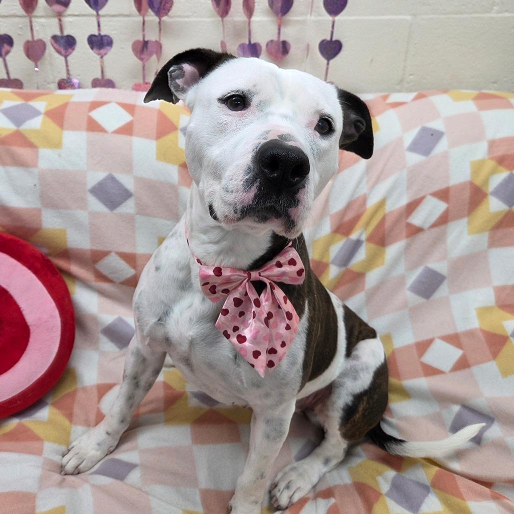 Rory, Adoptable, Adult Female Pit Bull Terrier & Mixed Breed.
