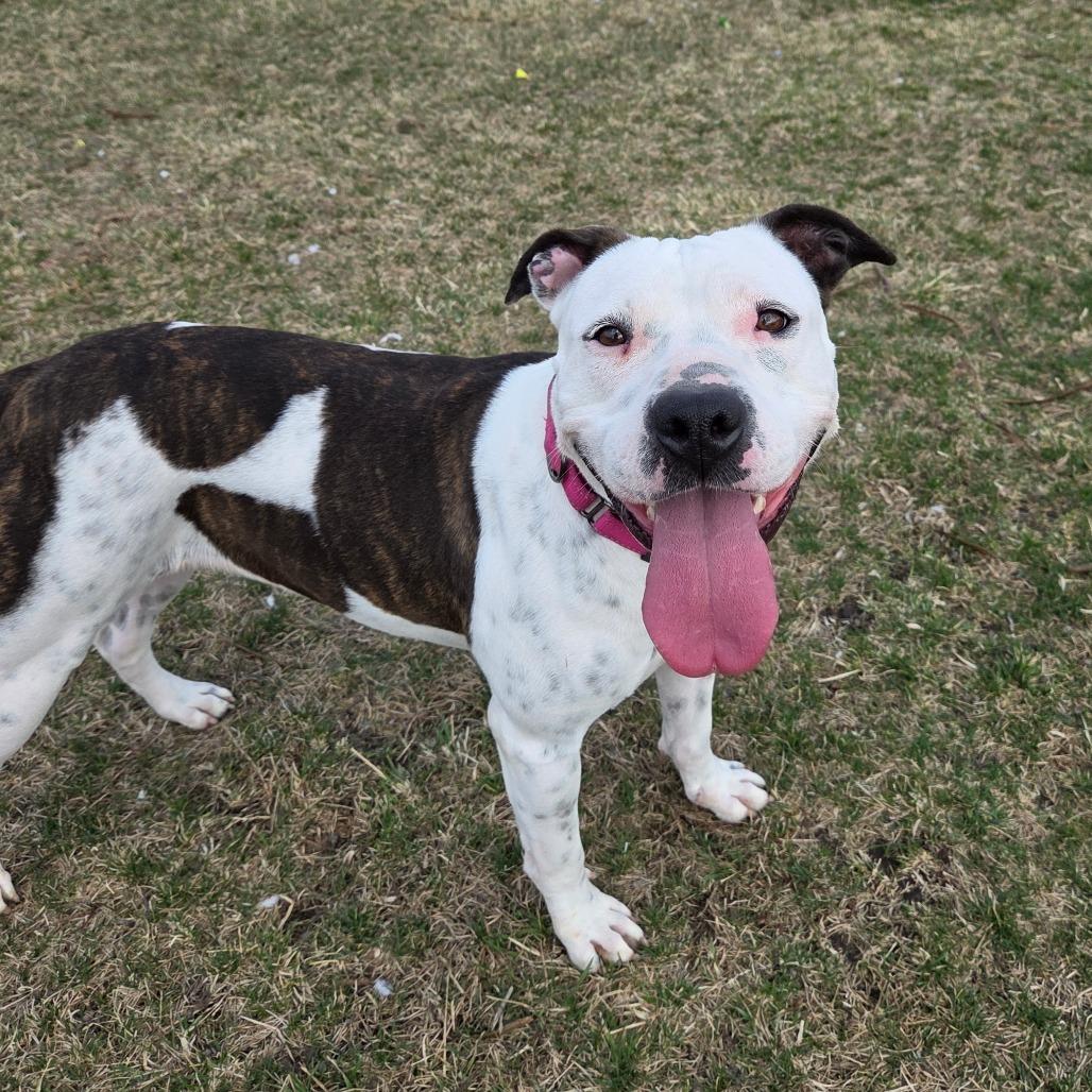 Rory, Adoptable, Adult Female Pit Bull Terrier & Mixed Breed.