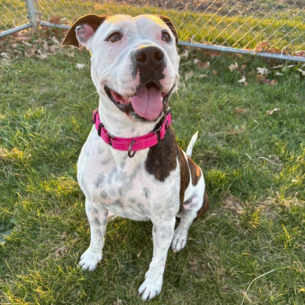Rory, Adoptable, Adult Female Pit Bull Terrier & Mixed Breed.