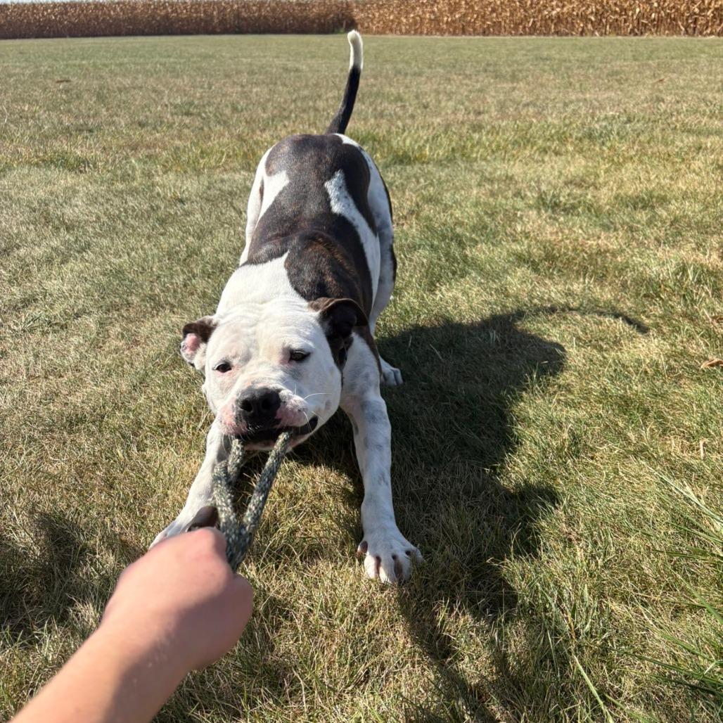 Enlarge Rory, a Adoptable mixed breed in Pontiac, IL image 2/6