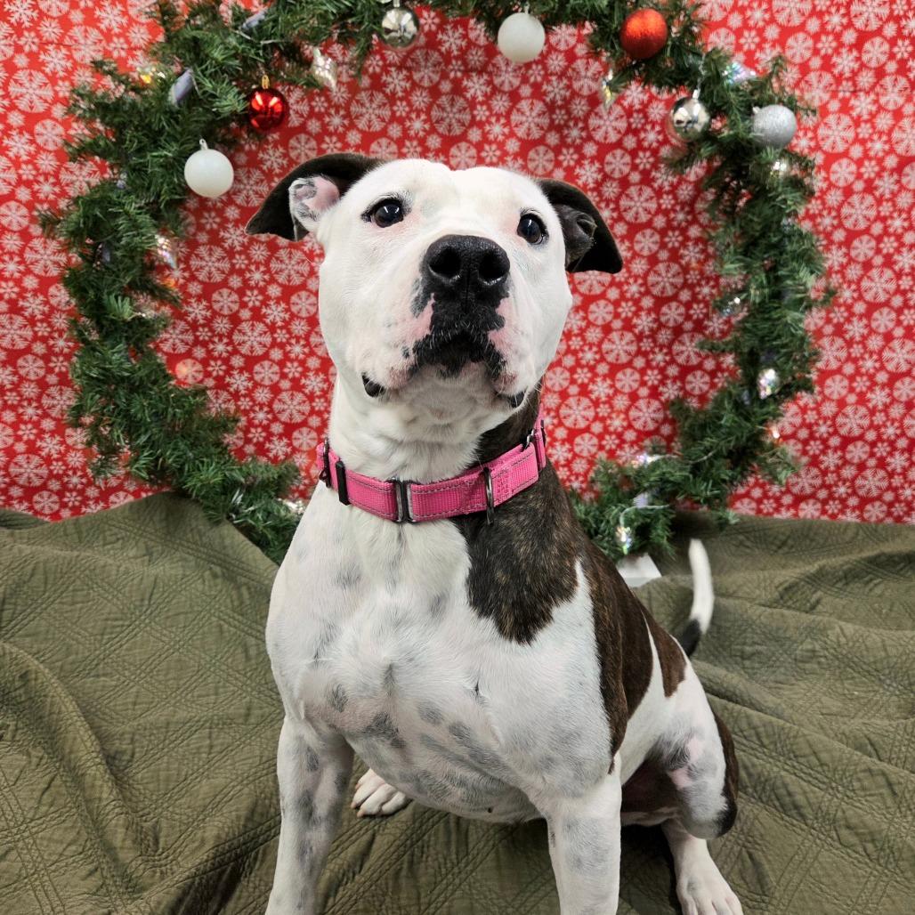 Rory, Adoptable, Adult Female Pit Bull Terrier & Mixed Breed.