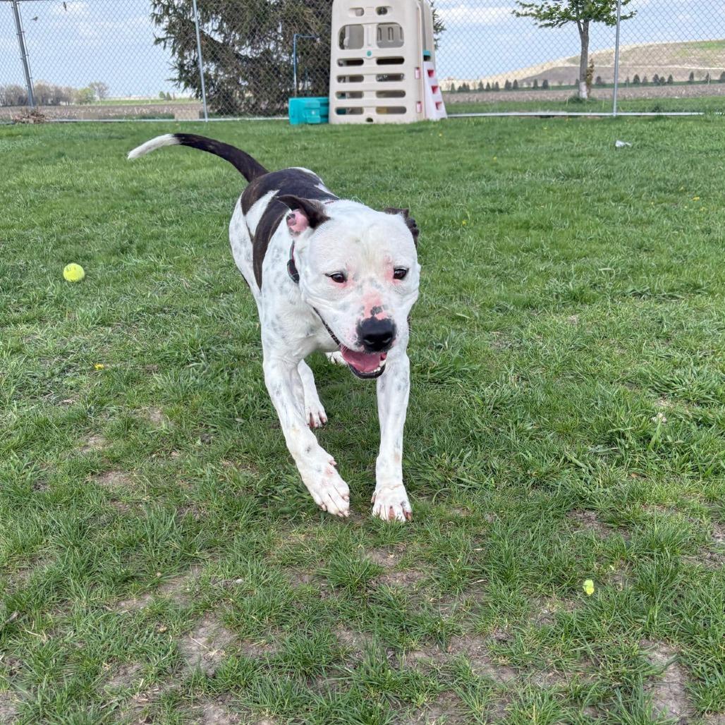 Enlarge Rory, a Adoptable mixed breed in Pontiac, IL image 2/6