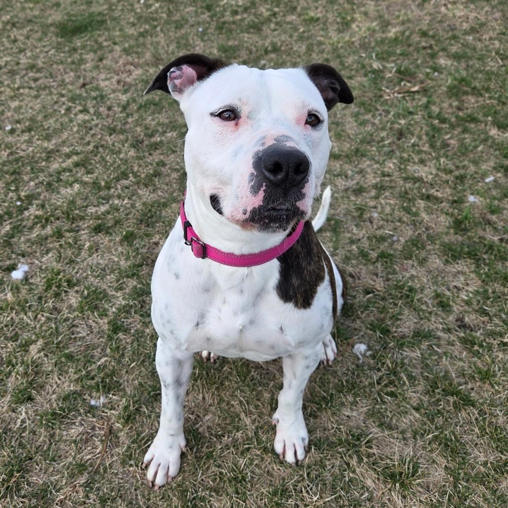 Enlarge Rory, a Adoptable mixed breed in Pontiac, IL image 2/6