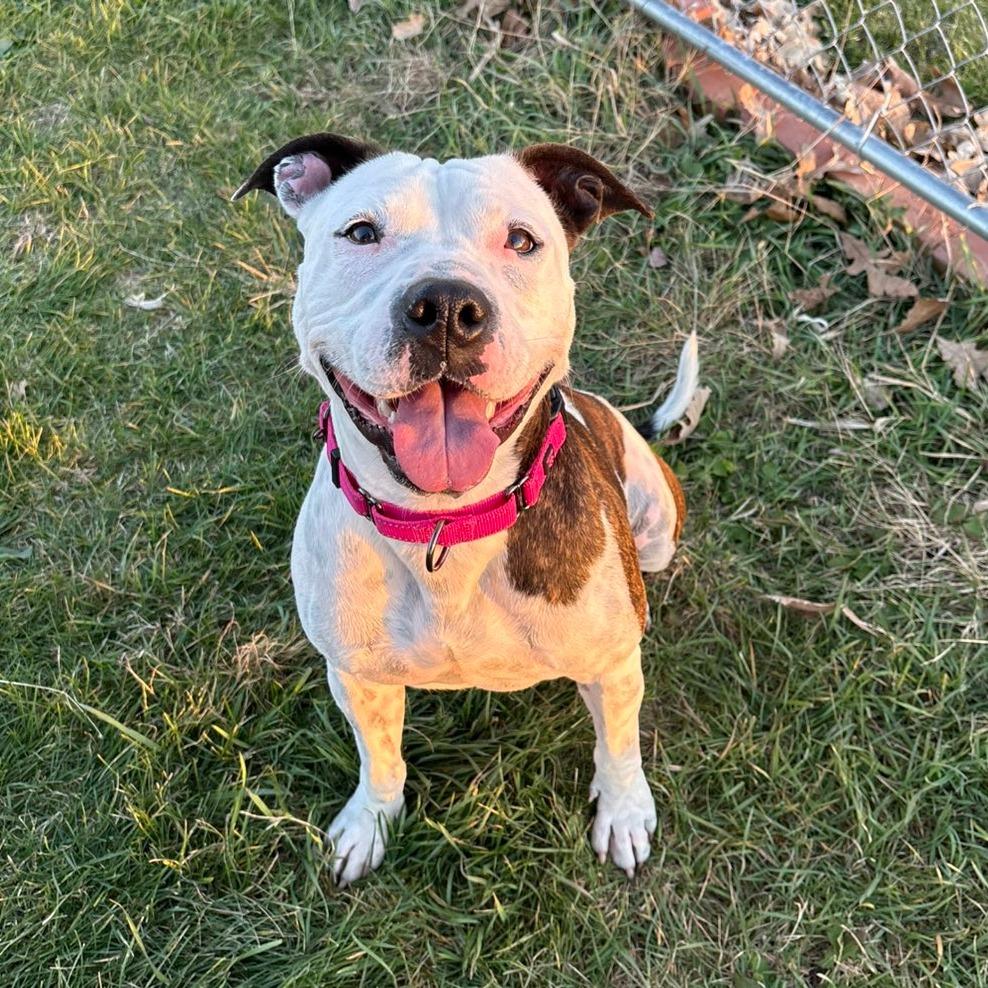 Enlarge Rory, a Adoptable mixed breed in Pontiac, IL image 3/6