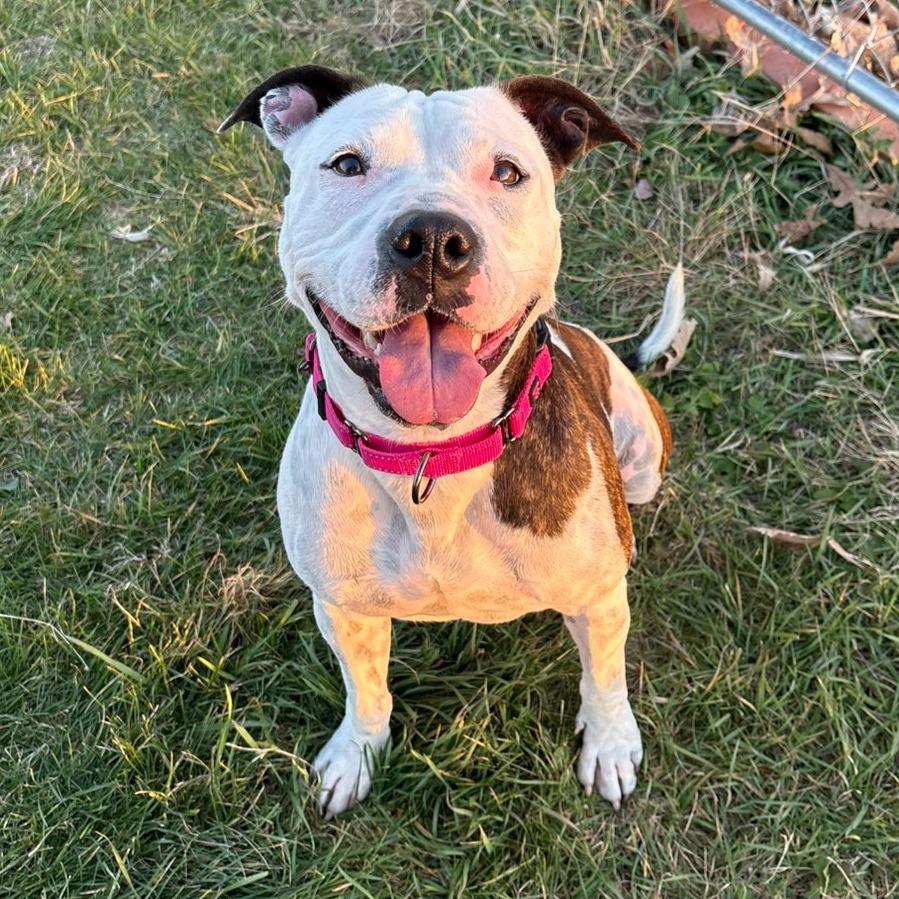 Enlarge Rory, a Adoptable mixed breed in Pontiac, IL image 3/6
