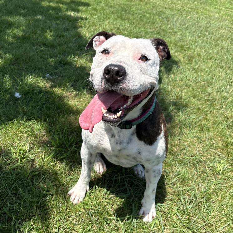 Enlarge Rory, a Adoptable mixed breed in Pontiac, IL image 4/6
