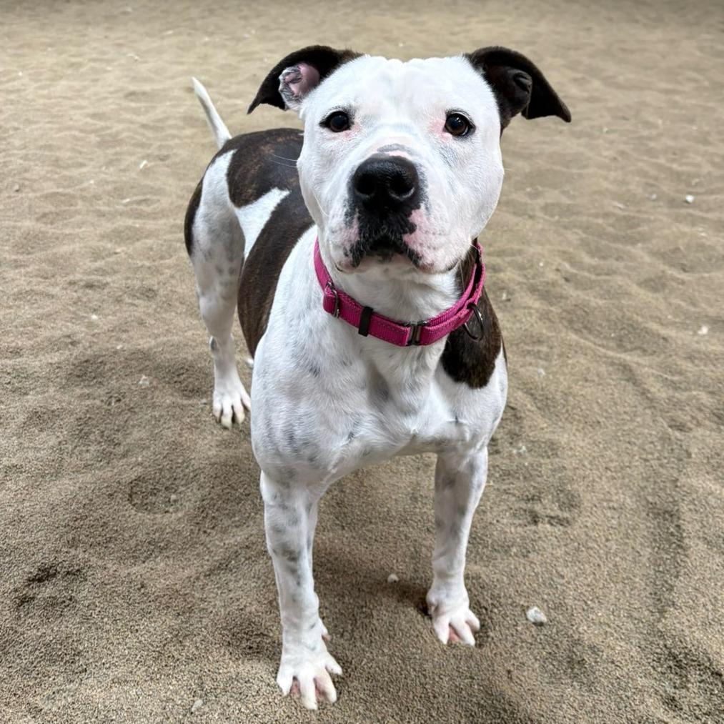 Enlarge Rory, a Adoptable mixed breed in Pontiac, IL image 3/6