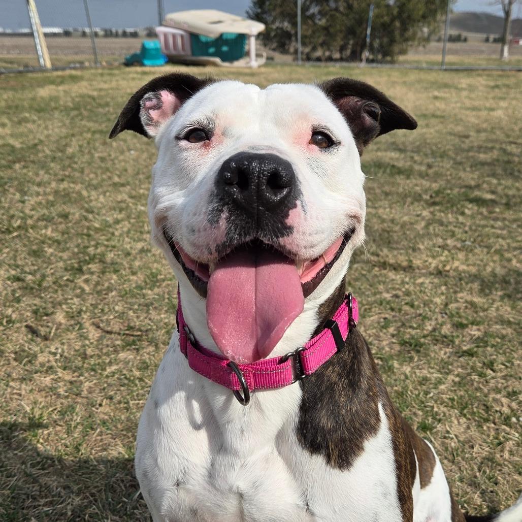 Enlarge Rory, a Adoptable mixed breed in Pontiac, IL image 4/6