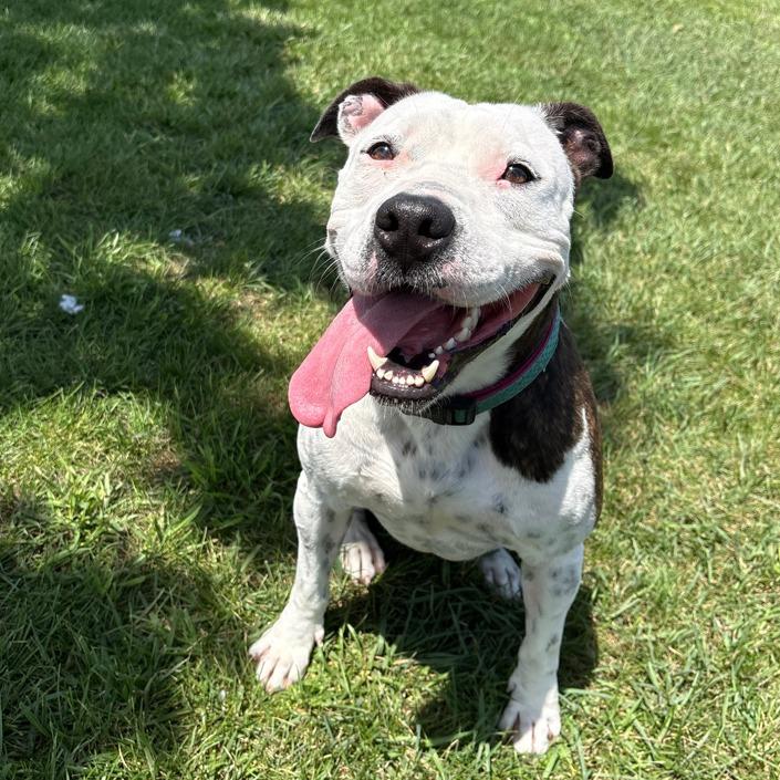 Enlarge Rory, a Adoptable mixed breed in Pontiac, IL image 4/6