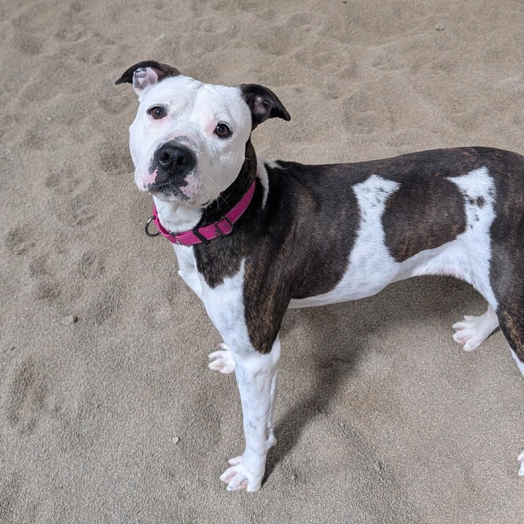 Enlarge Rory, a Adoptable mixed breed in Pontiac, IL image 5/6