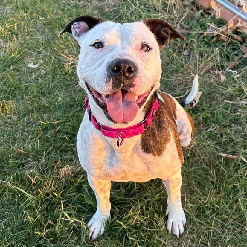 Enlarge Rory, a Adoptable mixed breed in Pontiac, IL image 6/6