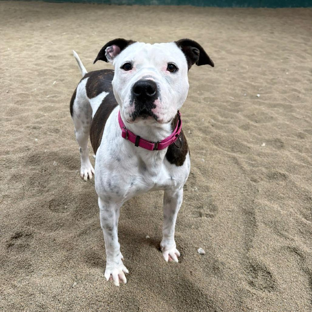 Enlarge Rory, a Adoptable mixed breed in Pontiac, IL image 5/6