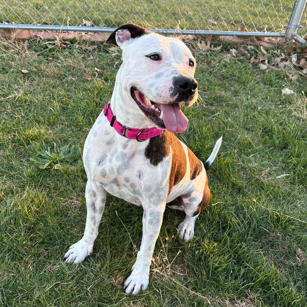 Enlarge Rory, a Adoptable mixed breed in Pontiac, IL image 5/6