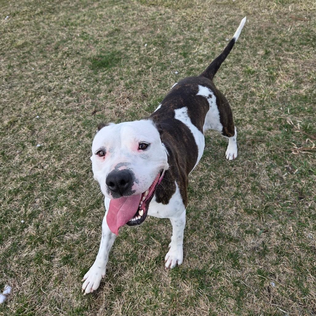Enlarge Rory, a Adoptable mixed breed in Pontiac, IL image 6/6