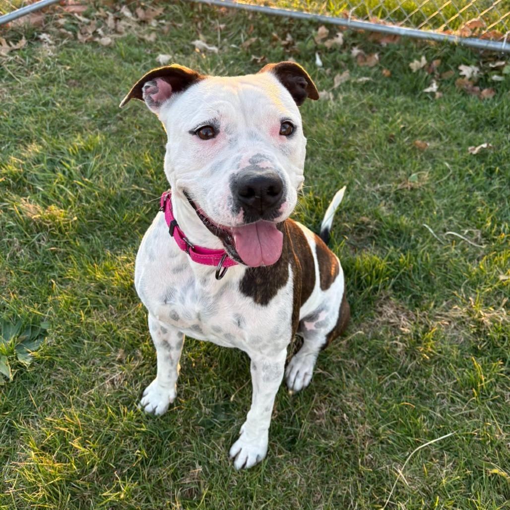 Enlarge Rory, a Adoptable mixed breed in Pontiac, IL image 6/6