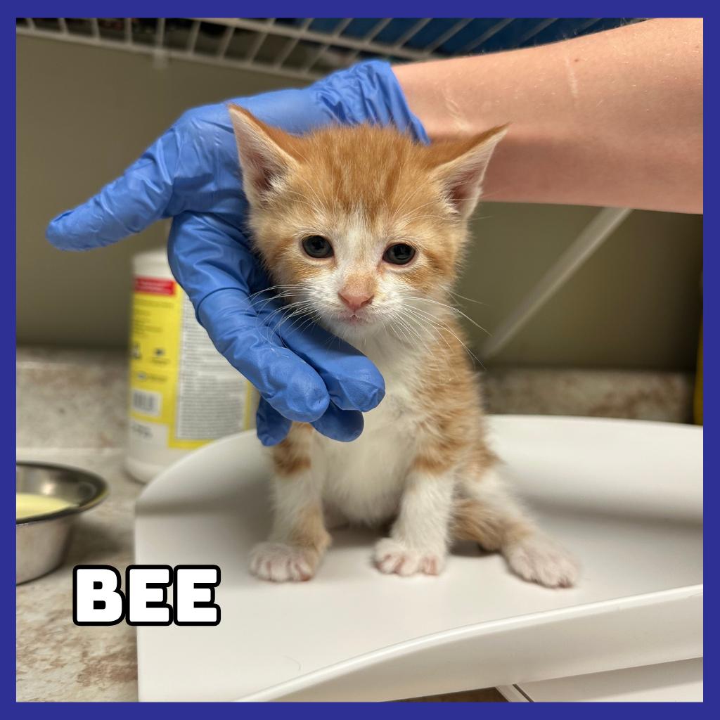 Enlarge Bee, a Adoptable Domestic Short Hair in Glenwood, MN image 1/2