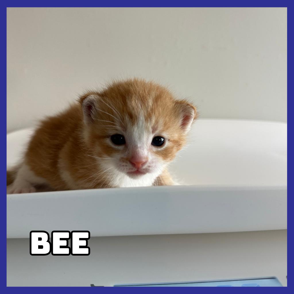 Enlarge Bee, a Adoptable Domestic Short Hair in Glenwood, MN image 2/2