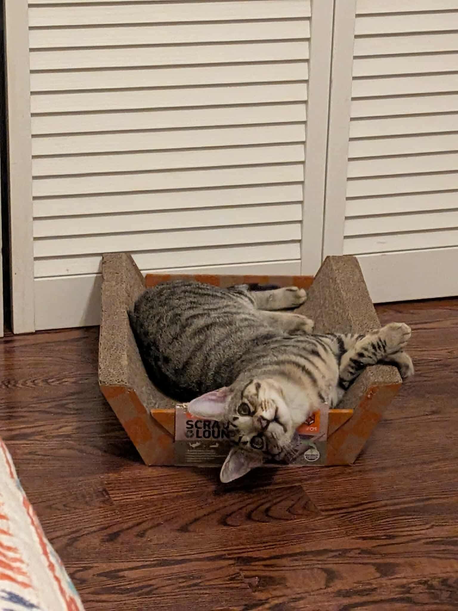 Ronin, Adoptable, Young Male Domestic Short Hair.