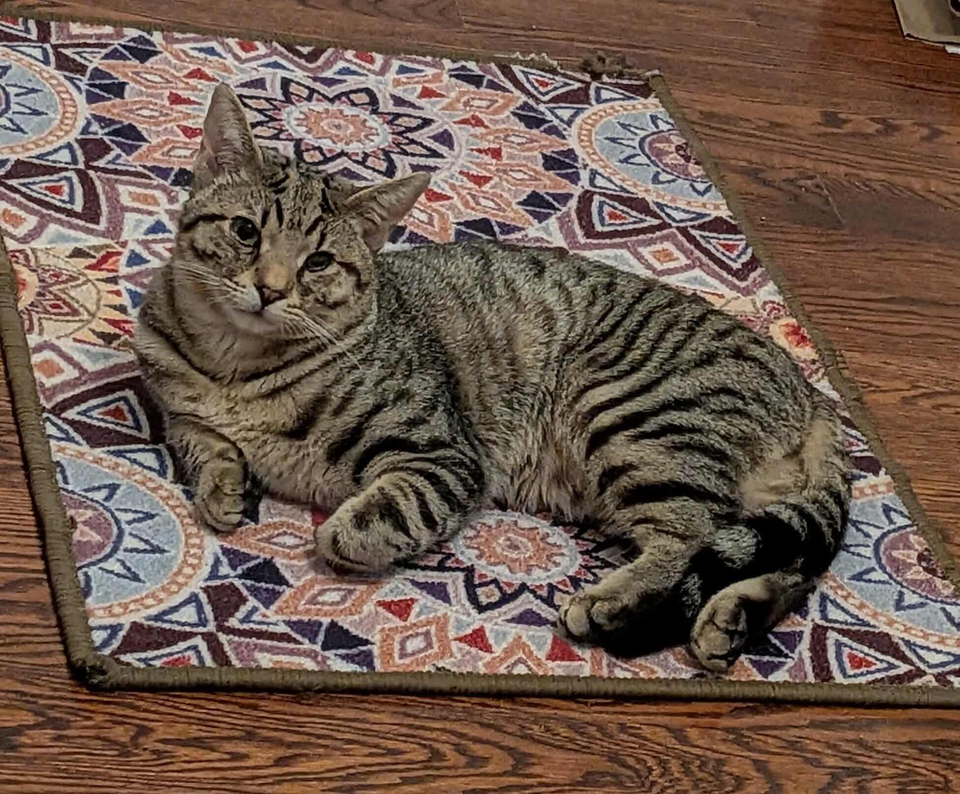 Ronin, a Adoptable mixed breed in Escondido, CA image 2/4