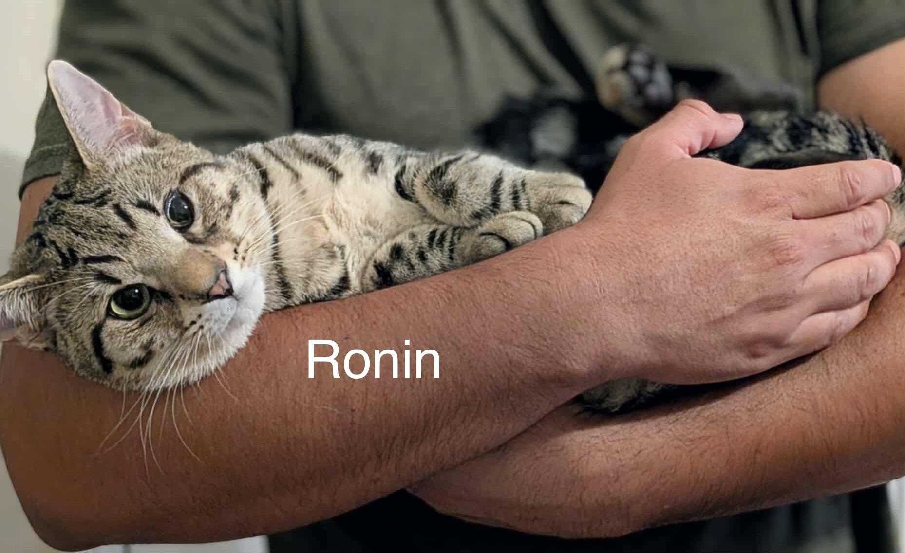 Ronin, a Adoptable mixed breed in Escondido, CA image 3/4