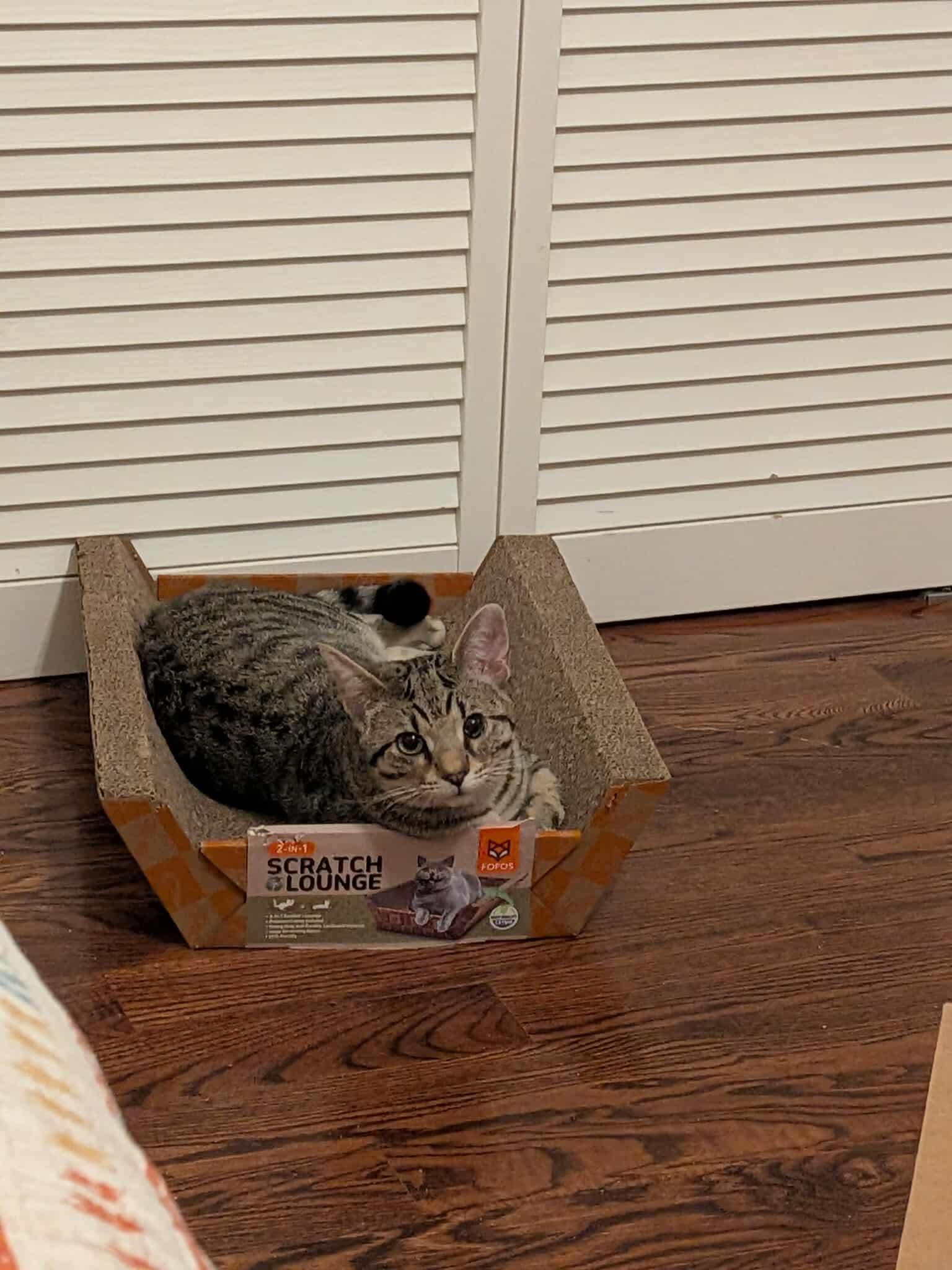 Ronin, a Adoptable mixed breed in Escondido, CA image 4/4