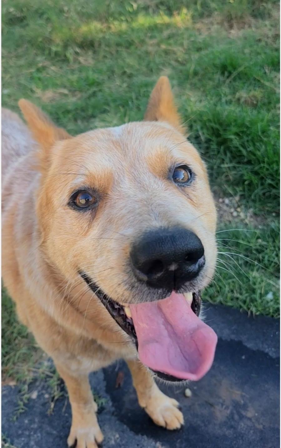 Enlarge Drake, a Adopted mixed breed in Magnolia, TX image 5/5