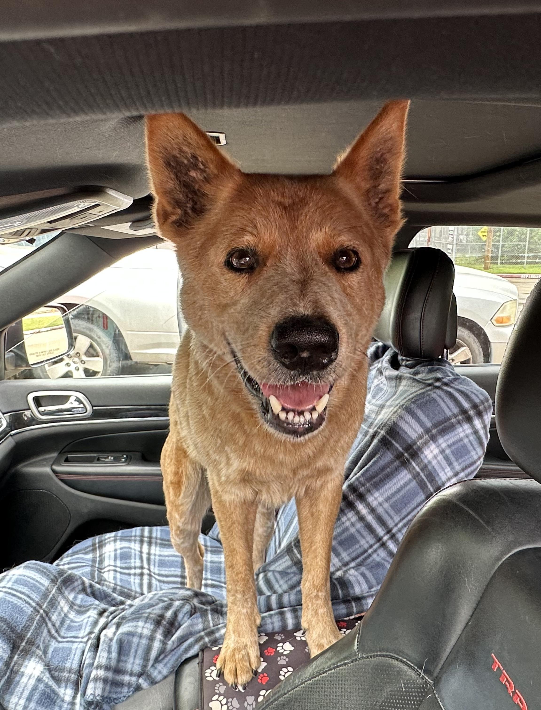 Enlarge Drake, a Adopted mixed breed in Magnolia, TX image 3/5