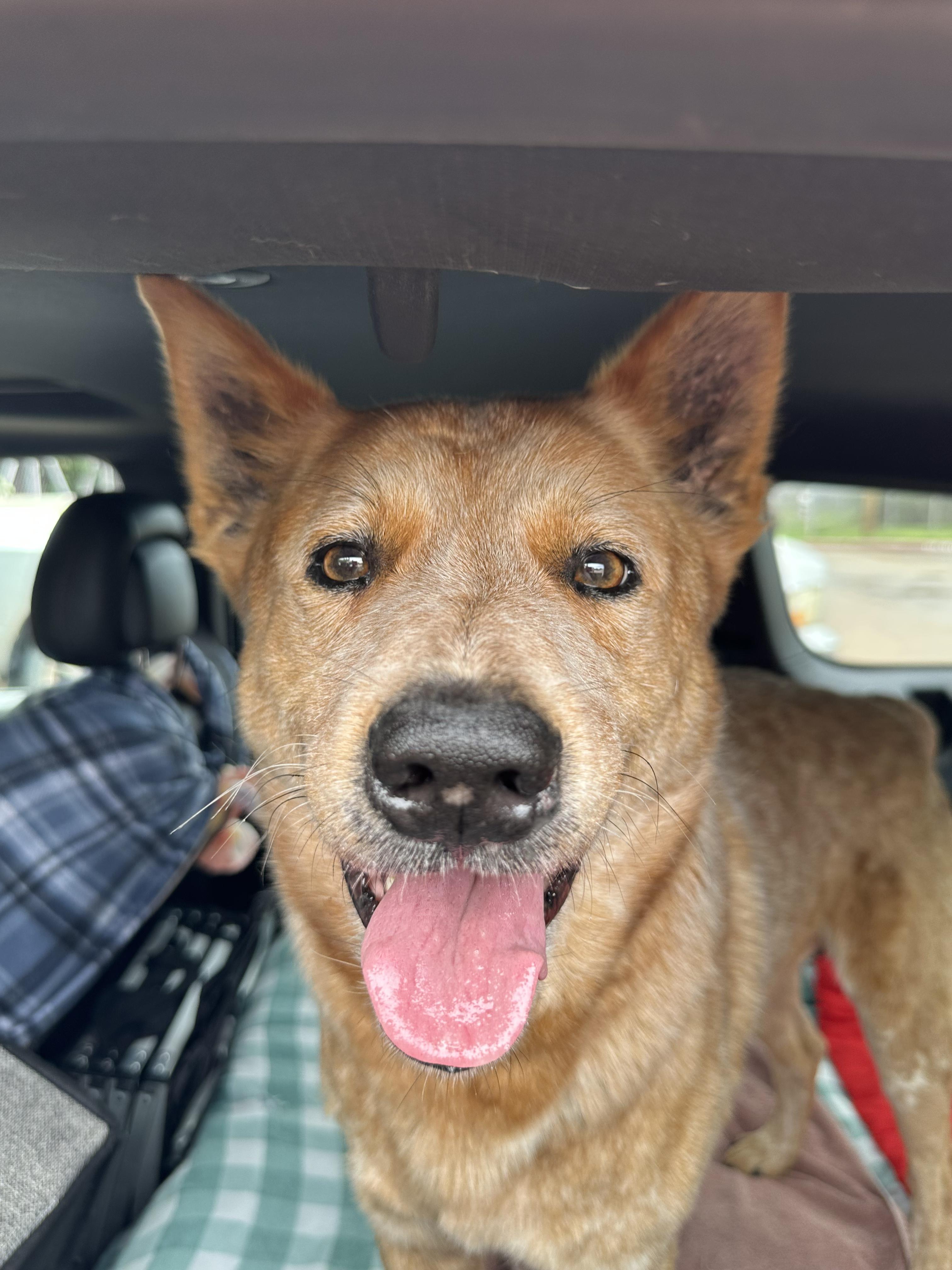 Enlarge Drake, a Adopted mixed breed in Magnolia, TX image 4/5