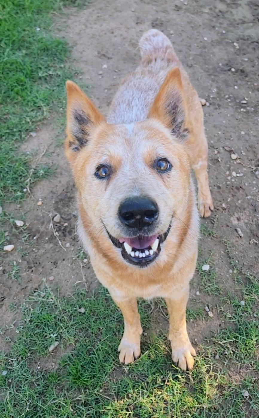 Enlarge Drake, a Adopted mixed breed in Magnolia, TX image 2/5