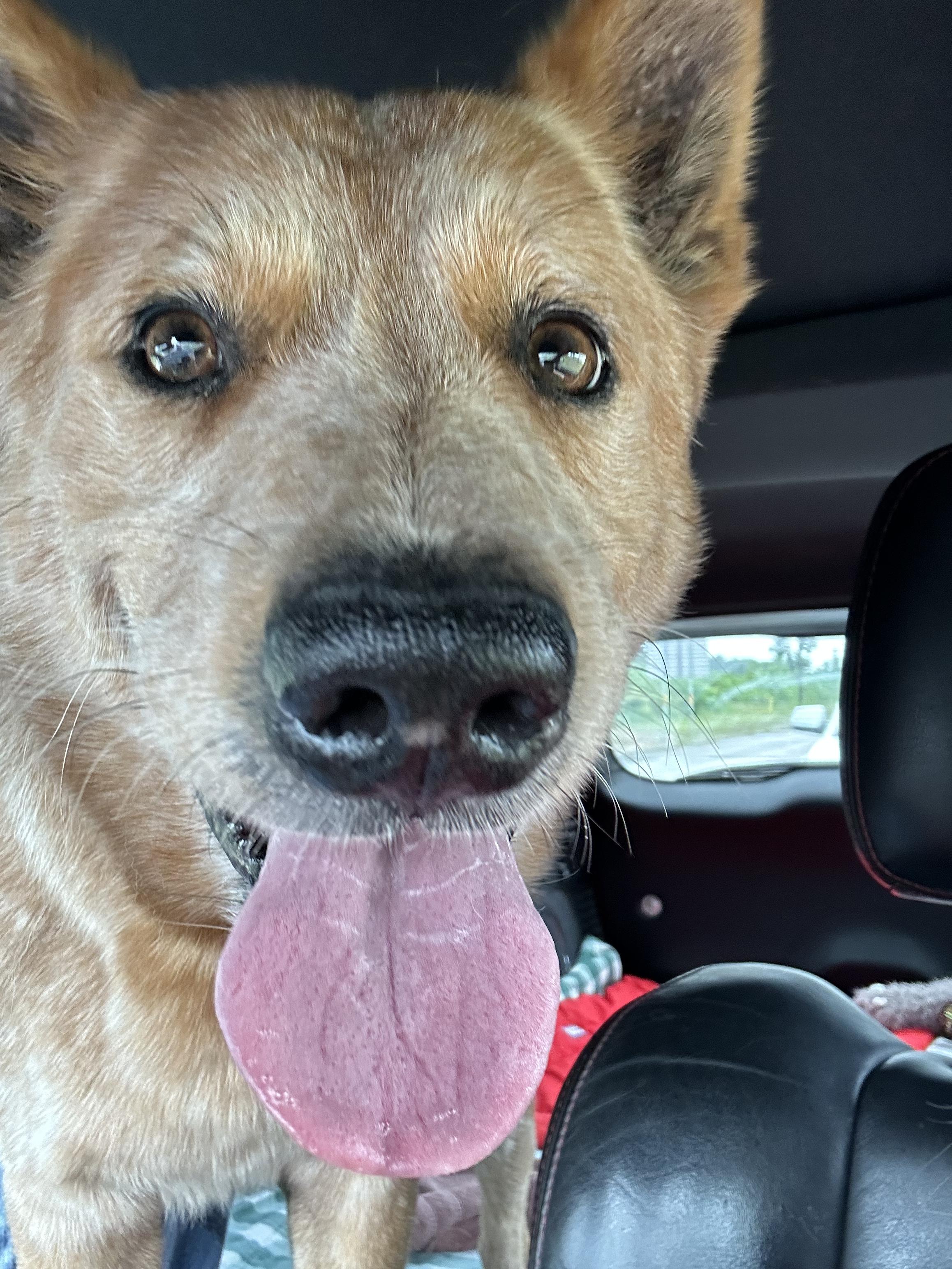 Enlarge Drake, a Adopted mixed breed in Magnolia, TX image 1/5